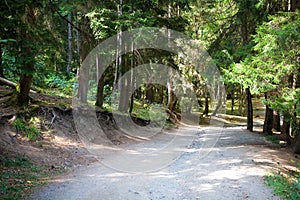 Scenic trail in the natural reserve Borjomi