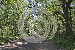 Scenic tree-lined path on Edisto Island, SC