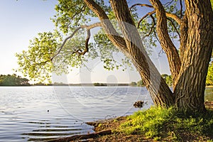 Scenic tree on shore of lake at warm summer evening. Landscape of river bank with tree trunk and clear sky