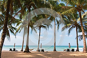 Scenic tropical beach with palm trees, hammock and chairs. Idyllic resort background. Empty resort while quarantine.