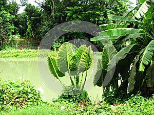 The river saraunding by green various trees