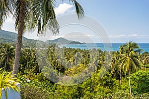 Scenic tropical landscape with palms grove and sea view in sunny day