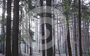 Scenic vew of dense pine tree trunks in Sutton park, Birmingham, UK