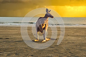 Scenic view of an adorable kangaroo on a sandy beach during a mesmerizing sunset
