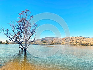 The scenic view with alone tree in the Lake Hume at Apex park, Albury, New South Wales, Australia.