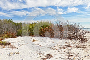 Winter Scene at Honeymoon Island State Park, Florida photo