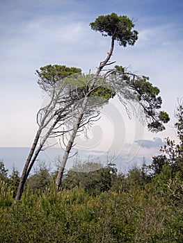 Scenic view of ancient pine trees in the Natural Park of Migliarino San Rossore Massaciuccoli. Near Pisa, in Tuscany