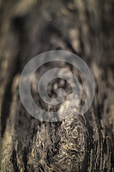 Scenic view of a append old tree texture