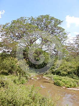 Scenic view of Athi River in Nairobi National Park, Kenya photo