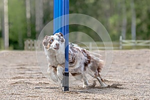 Scenic view of an Australian shepherd during an agility competition