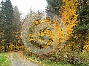 Scenic view of fall trees and winding laneway photo