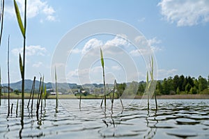 Scenic view of bamboo growing out of Niedersonthofen lake