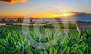 scenic view of banana plantation on Tenerife against sky