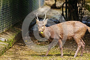Scenic view of a Bawean deer found roaming around in a zoo photo