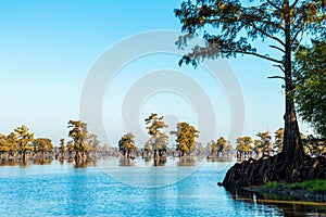 Scenic view of the Bayous in Louisiana photo