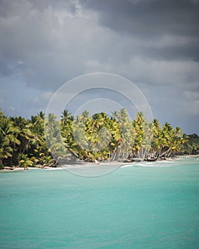 Scenic view of a beach lined with palm trees in a tropical setting, Saona Island, Dominican Republic