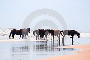 Scenic view of a beach on the Outer banks with spectacular Corolla wild horses
