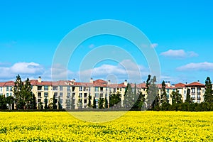 Scenic view of a beautiful blooming yellow mustard field in a residential neighborhood.