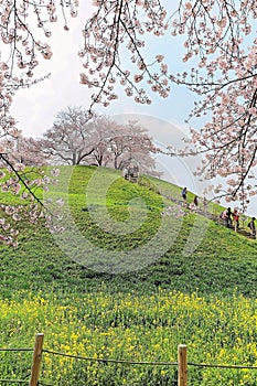 Scenic view of beautiful cherry blossom trees on a hilltop of green grassy meadows under blue sunny sky in Saitama, Japan