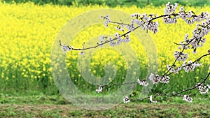 Scenic view of beautiful cherry blossoms by the field of yellow Canola Flowers  Rapeseed  in Gongendo Riverside Park 