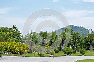 Scenic View of a Beautiful Garden with a Large Open Green Grass Lawn ,Park and lawn green trees large courtyard beautiful sunlight