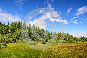 Scenic view of beautiful green tree with blue sky, Iceland