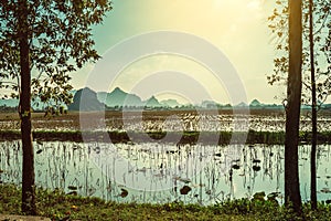 Scenic view of beautiful karst scenery and rice paddy fields