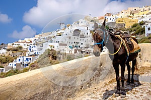 Scenic view of beautiful Oia village and donkey, Santorini