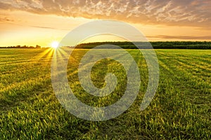 Scenic view at beautiful spring sunset in a green shiny field with green grass and golden sun rays, cloudy sky on a background,