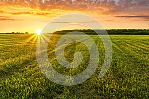 Scenic view at beautiful spring sunset in a green shiny field with green grass and golden sun rays, cloudy sky on a background,