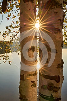 Scenic view at beautiful spring sunset on a shiny lake birch trees, golden sun rays and forest on a background
