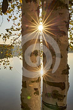 Scenic view at beautiful spring sunset on a shiny lake birch trees, golden sun rays and forest on a background