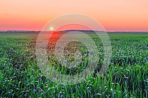 Scenic view of a beautiful summer sunset over a green field of young wheat shoots