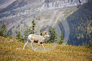 Scenic view of a big horn sheep on a meadow in Glacier National Park