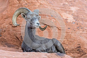 Scenic view of a Bighorn Ram resting in Valley of Fire in Nevada