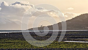 Scenic view of birds flying above a pebbled beach at sunset