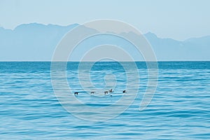 Scenic view of birds flying over False Bay near Cape Town