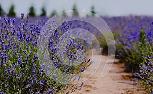 Scenic view of a blooming lavender field, showcasing rows of blue flowers. Lavender field