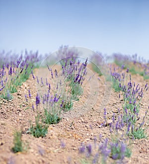 Scenic view blooming lavender field, showcasing rows of purple flowers, travel and nature concept