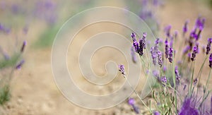 Scenic view blooming lavender field, showcasing rows of purple flowers, travel and nature concept