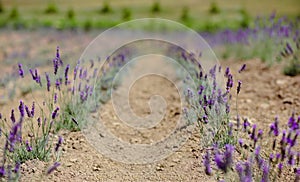 Scenic view blooming lavender field, showcasing rows of purple flowers, travel and nature concept