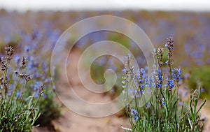 Scenic view blooming lavender field, showcasing rows of purple flowers, travel and nature concept