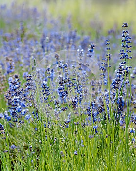 Scenic view blooming lavender field, showcasing rows of purple flowers, travel and nature concept