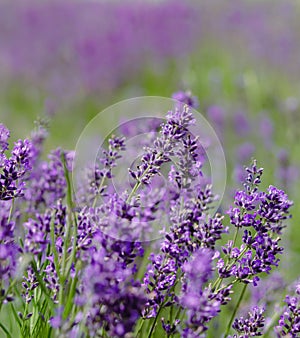 Scenic view blooming lavender field, showcasing rows of purple flowers, travel and nature concept