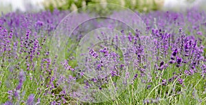 Scenic view blooming lavender field, showcasing rows of purple flowers, travel and nature concept