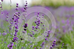 Scenic view blooming lavender field, showcasing rows of purple flowers, travel and nature concept