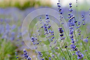 Scenic view blooming lavender field, showcasing rows of purple flowers, travel and nature concept