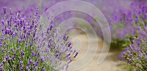 Scenic view blooming lavender field, showcasing rows of purple flowers, travel and nature concept