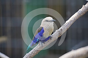 Scenic view of a blue-bellied roller perched on a wooden branch