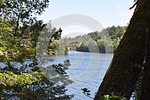 Scenic View Of Bon Tempe Reservoir Lake On Mount Tam In Marin County California
